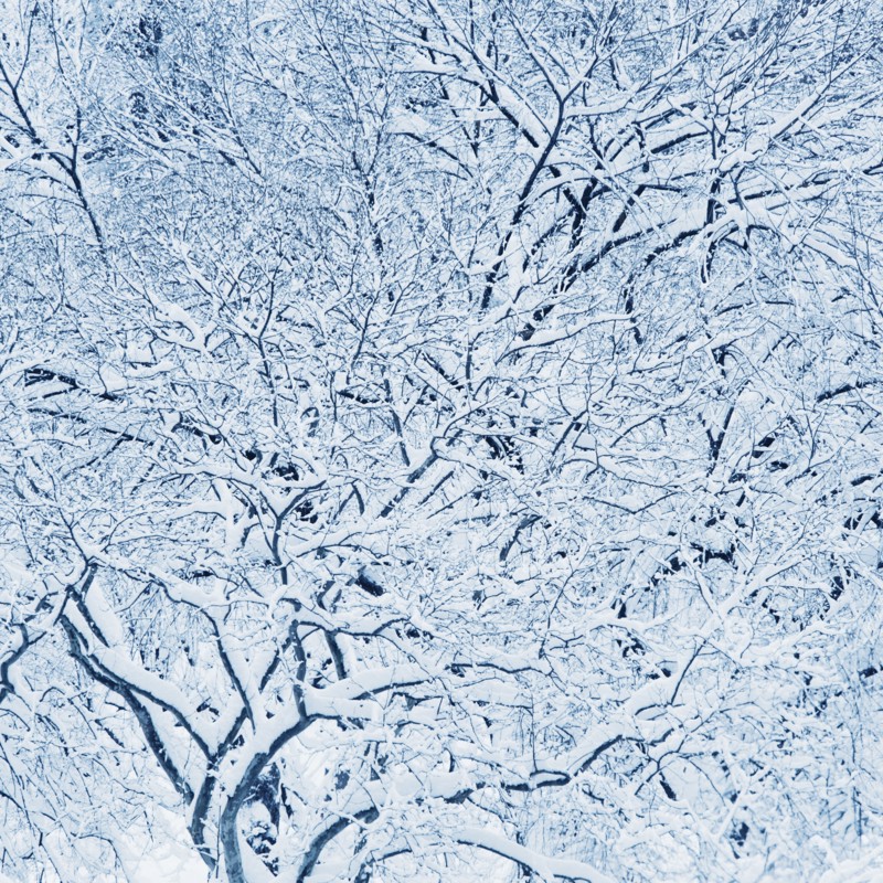 USA, New York, New York City, trees covered with snow in winter.