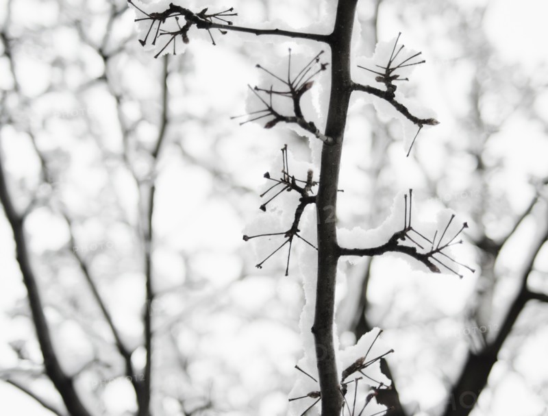 USA, New York, Williamsburg, Brooklyn, snow on tree. Photo: Jamie Grill Photography