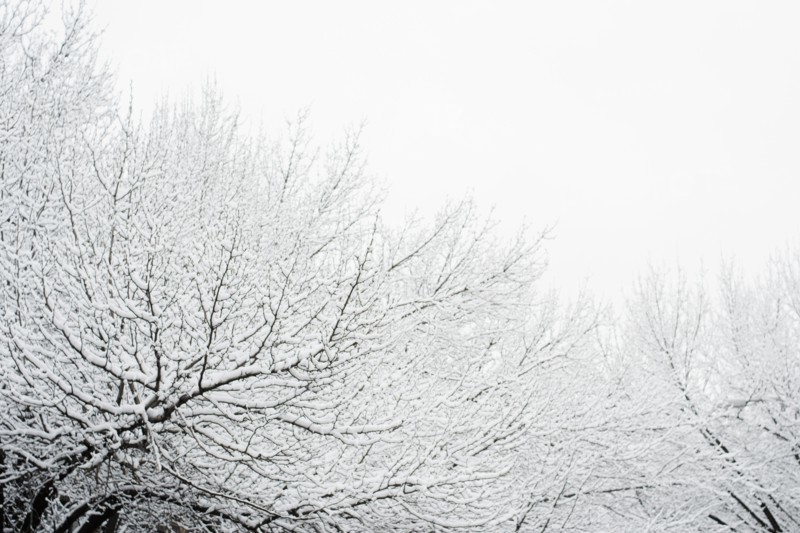 USA, New York, Williamsburg, Brooklyn, snow on tree. Photo: Jamie Grill Photography