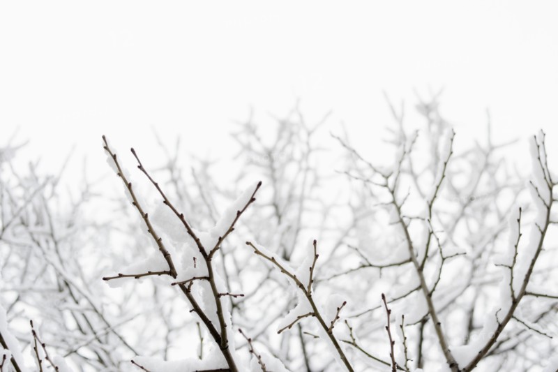 USA, New York, Williamsburg, Brooklyn, snow on tree. Photo: Jamie Grill Photography