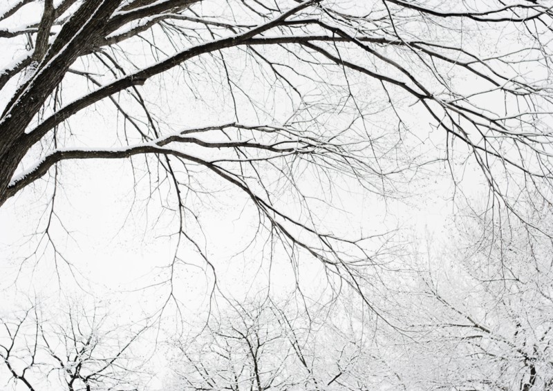 USA, New York, Williamsburg, Brooklyn, snow on tree. Photo : Jamie Grill Photography