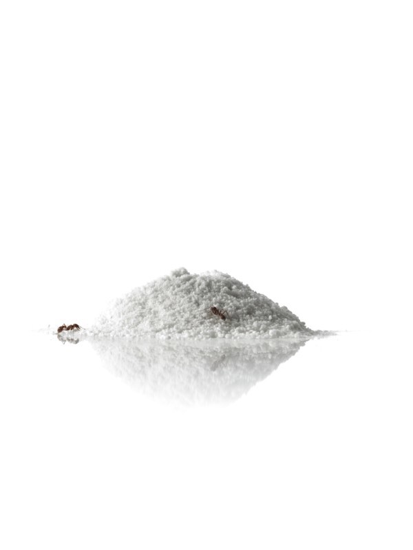 Close up of ants in sand. Photo : David Arky