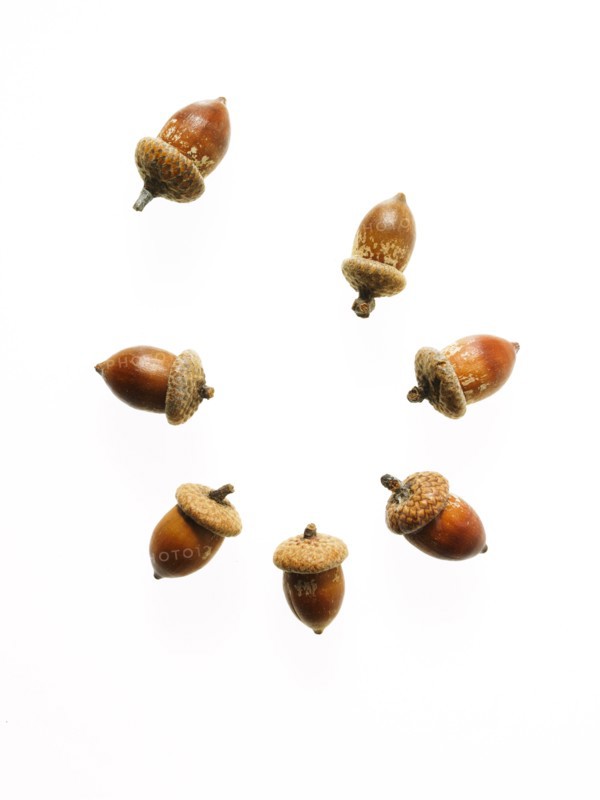 Acorns on white background. Photo: David Arky