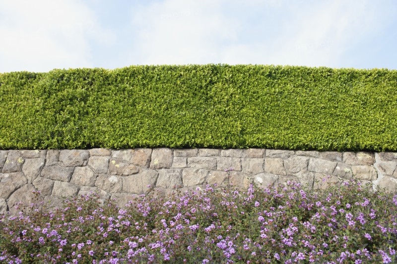 USA, California, Tidy hedge. Photo: Noah Clayton