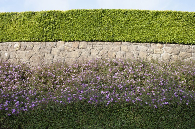 USA, California, Tidy hedge. Photo: Noah Clayton