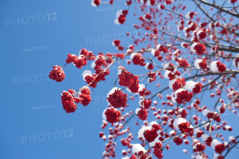 USA, Montana, Rowan berries covered by snow. Photo : Noah Clayton