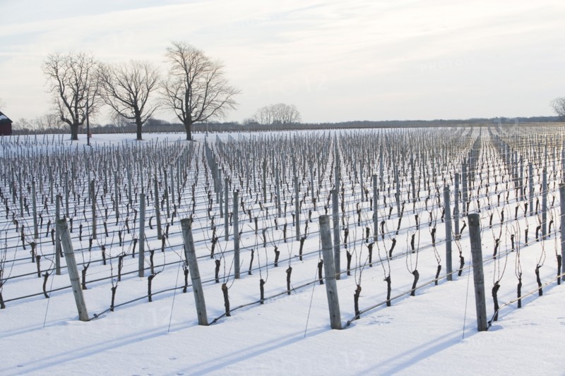 USA, New York, Cutchoge, snow-covered vineyard. Photo : fotog