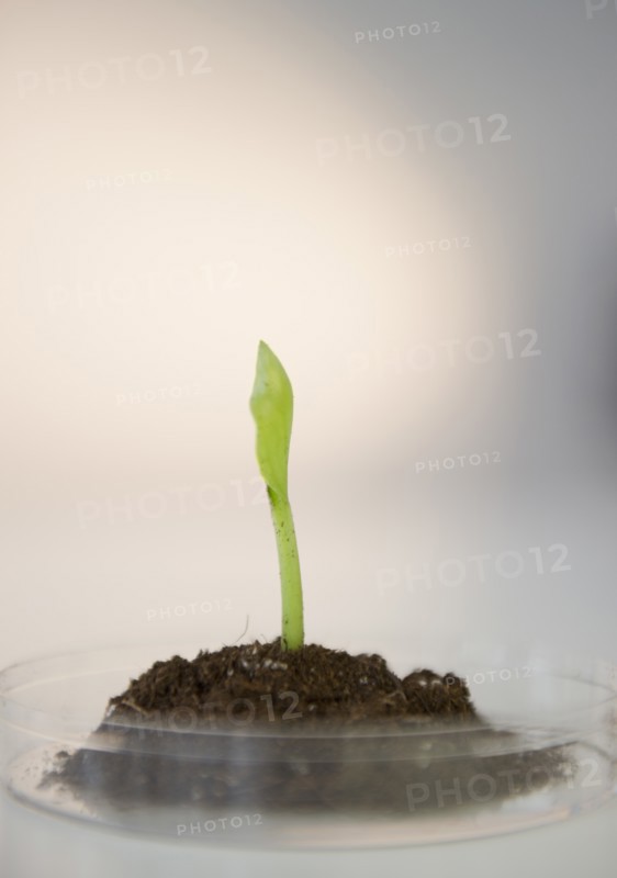 Close-up of seedling in petri dish. Photo : Jamie Grill Photography