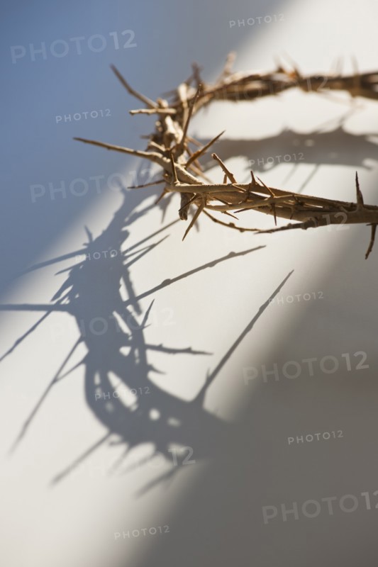 Studio shot of crown of thorns.