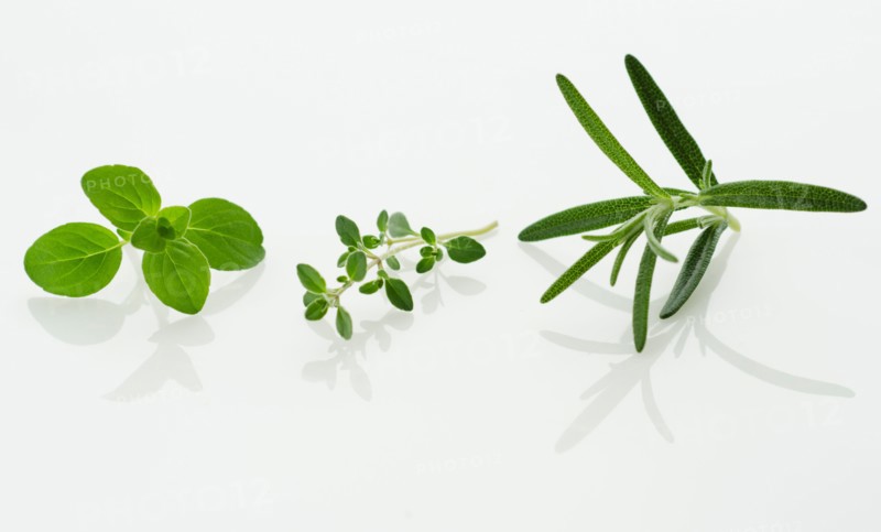 Studio shot of herb seedlings.