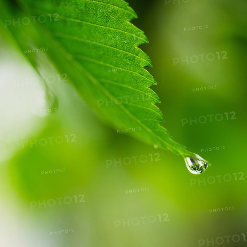 Studio shot of water drop on leaf.