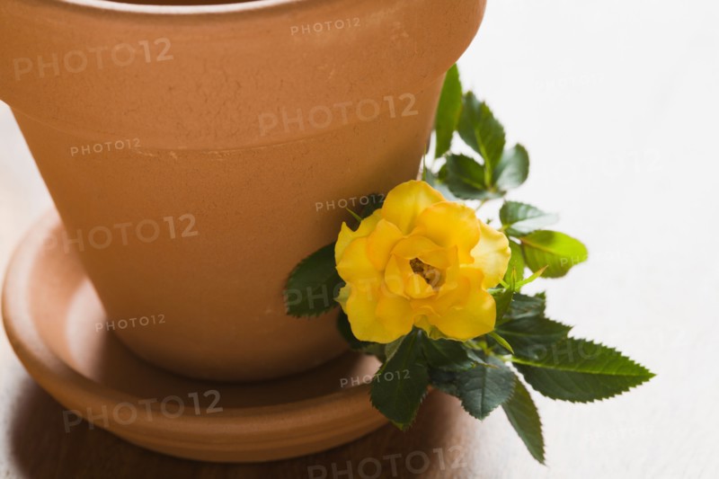 Studio shot of yellow rose and flower pot. Photo : Kristin Lee