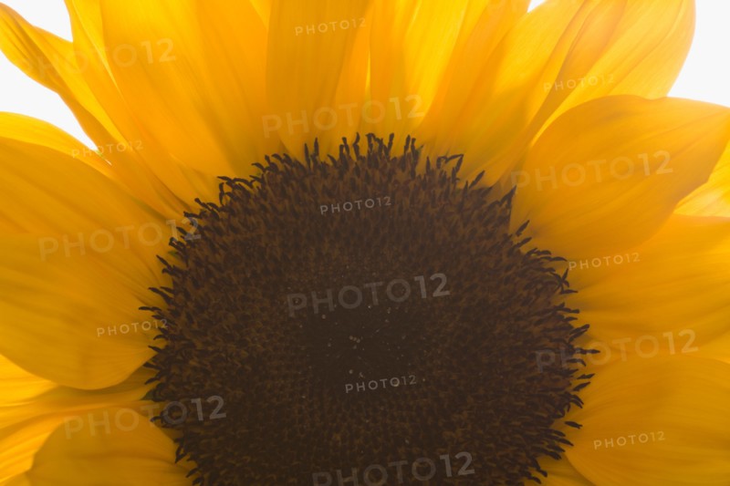 Close-up of sunflower. Photo : Kristin Lee