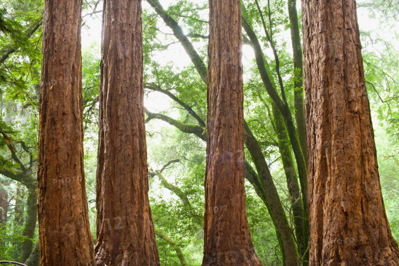 USA, California, Tree trunks in forest. Photo : Noah Clayton