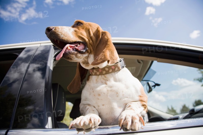 Dog looking through car window. Photo : Maisie Paterson