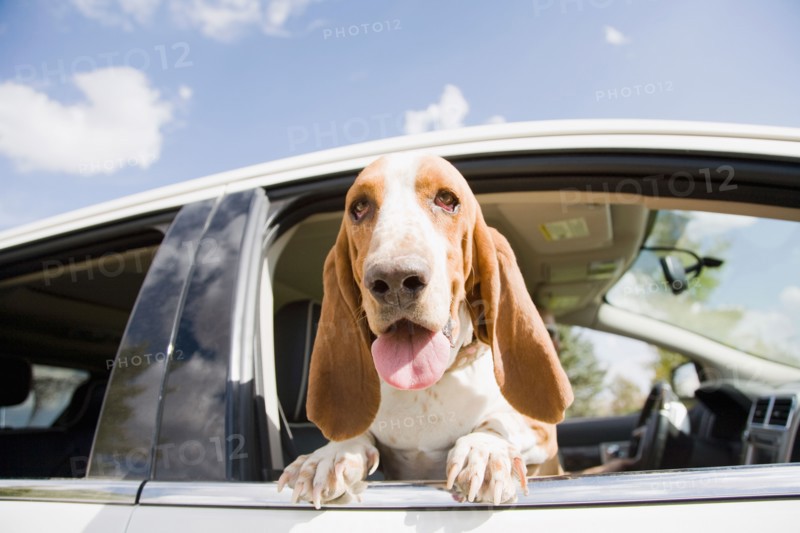 Dog looking through car window. Photo : Maisie Paterson