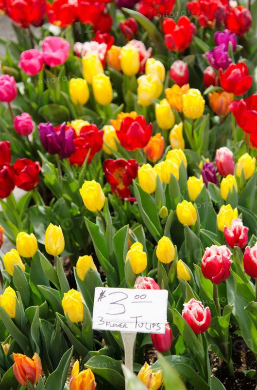 Colorful tulips for sale.