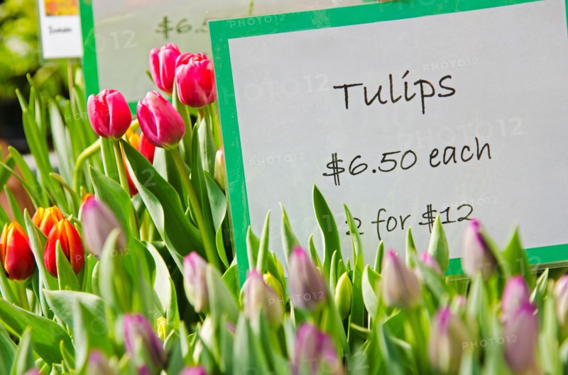 Colorful tulips for sale.