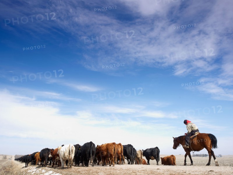 USA, Nebraska, Great Plains, horse rider driving cattle. Photo : John Kelly