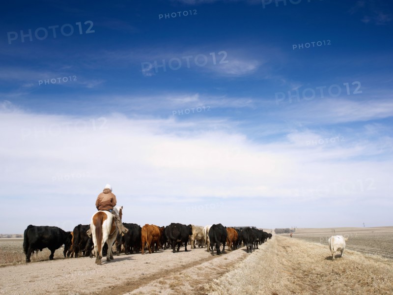 USA, Nebraska, Great Plains, horse rider driving cattle. Photo : John Kelly