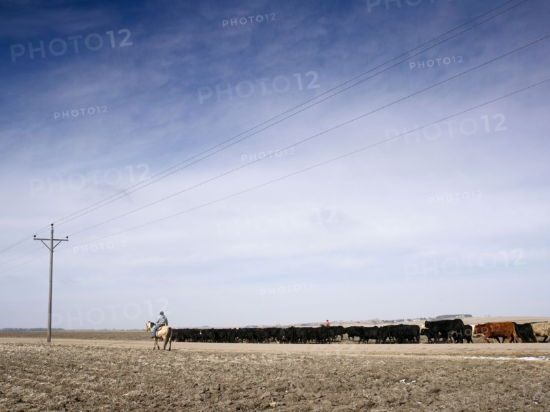 USA, Nebraska, Great Plains, horse rider driving cattle. Photo : John Kelly