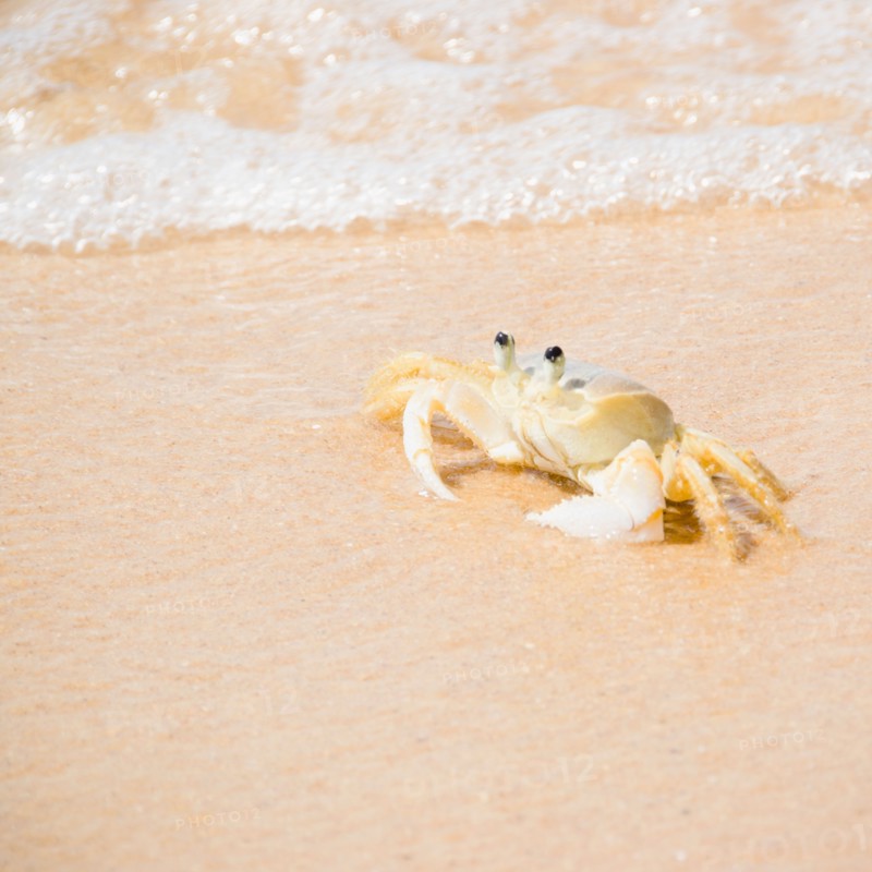 Crab on Tartaruga Beach. Photo : Jamie Grill Photography