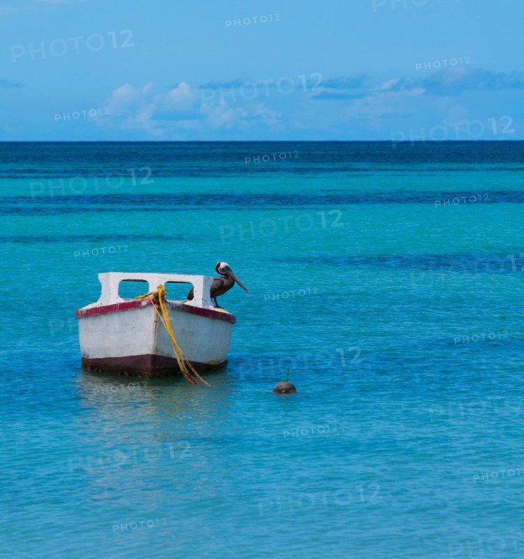Aruba, Pelican perched on boat. Photo : Daniel Grill