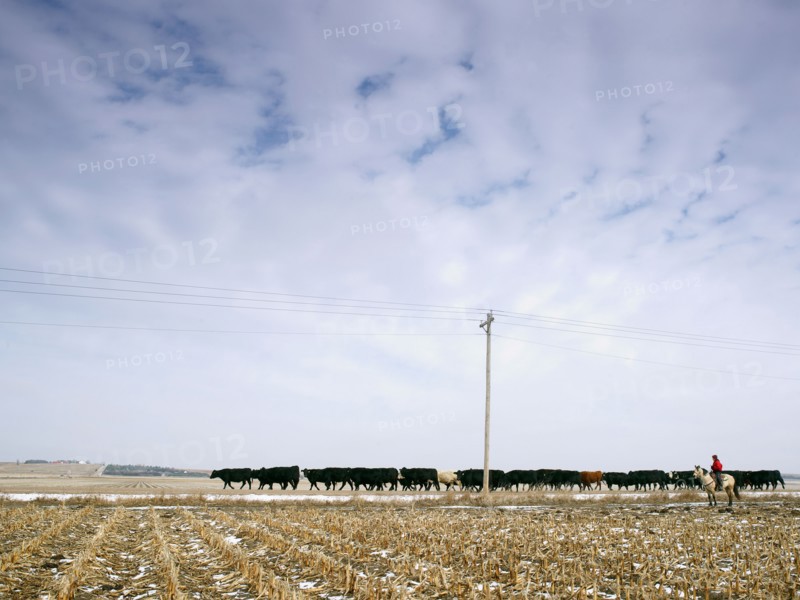 USA, Nebraska, Great Plains, horse rider driving cattle. Photo : John Kelly