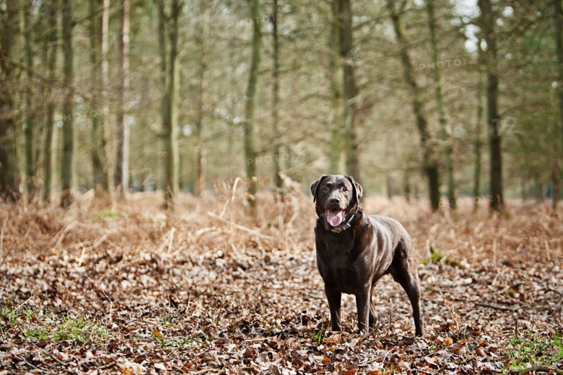 UK, England, Suffolk, Thetford Forest, Black Labrador in forest . Photo : Justin Paget