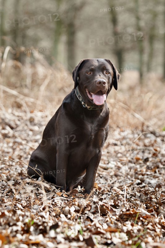 Black Labrador in forest . Photo : Justin Paget