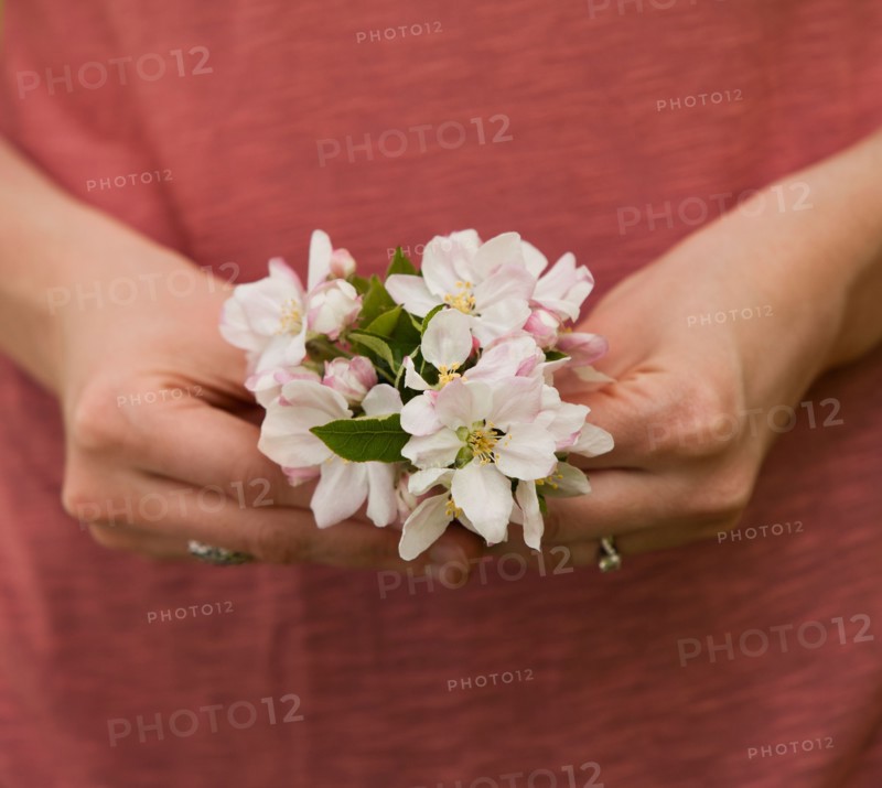 Young woman holding apple tree blossom. Photo : Mike Kemp