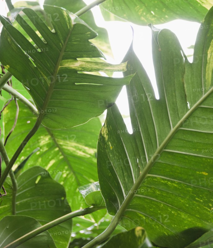 Tropical plant leaves, close-up. Photo : Jamie Grill Photography