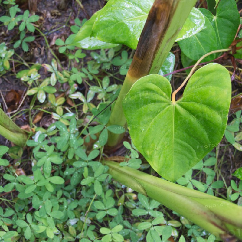 Tropical plant leaves, close-up. Photo : Jamie Grill Photography