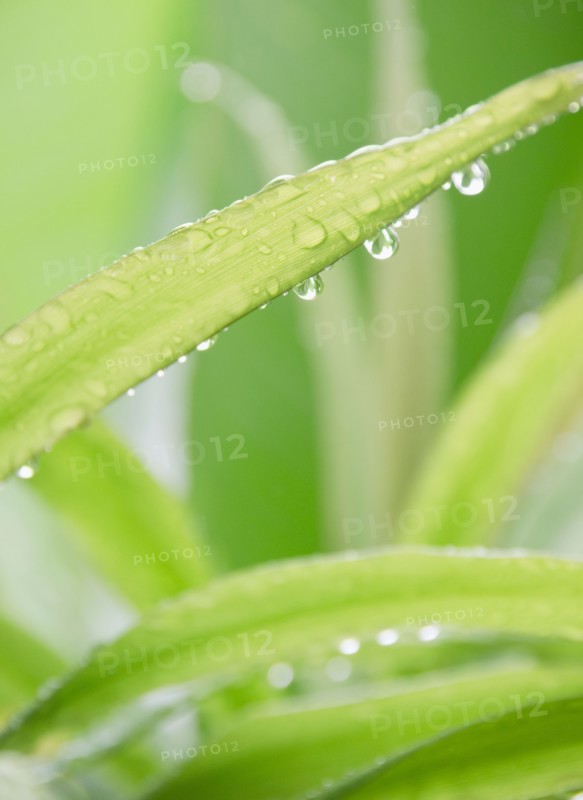 Tropical plant leaves, close-up. Photo : Jamie Grill Photography