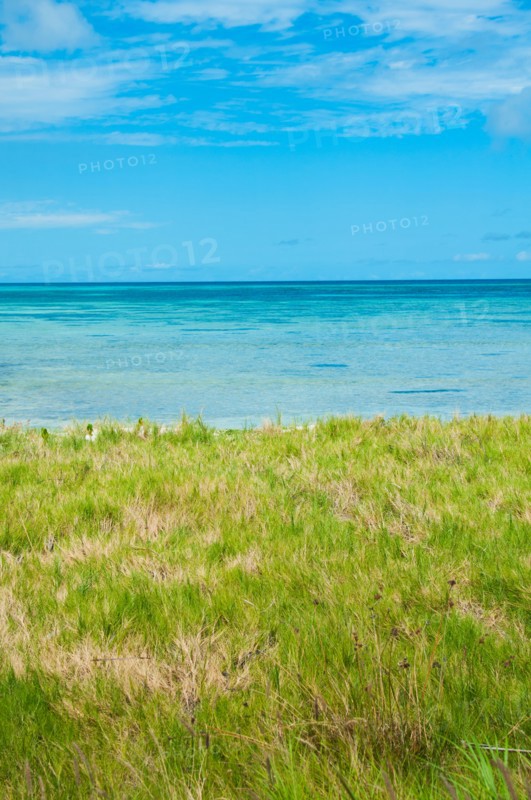 Aruba, grassy beach and sea. Photo : Daniel Grill