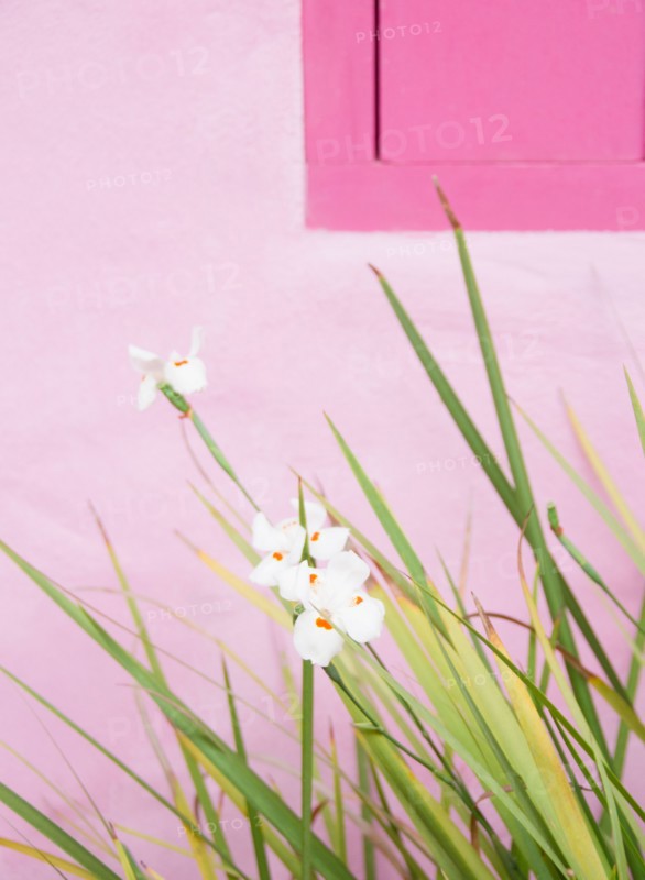 Brazil, Bahia, Trancoso, Orchids against pink wall. Photo : Jamie Grill Photography