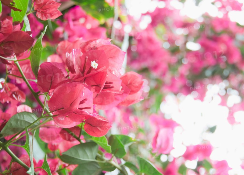 Bougainvillea flowers. Photo : Jamie Grill Photography
