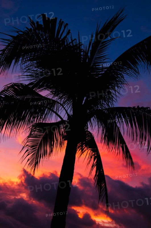 Aruba, silhouette of palm tree at sunset. Photo : Daniel Grill