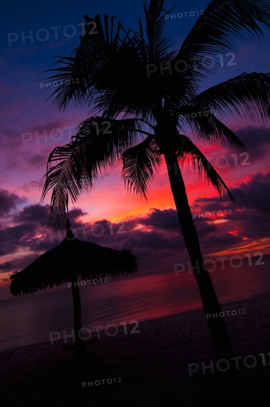 Aruba, silhouette of palm tree and palapa on beach at sunset. Photo : Daniel Grill