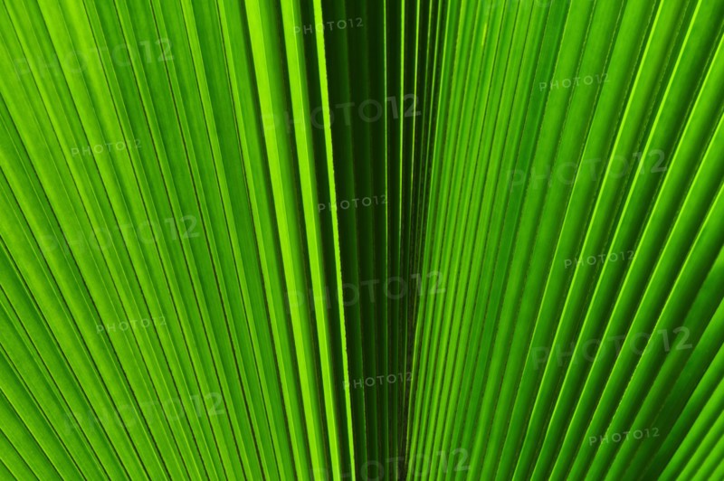 Extreme close-up view of green tropical leaf.