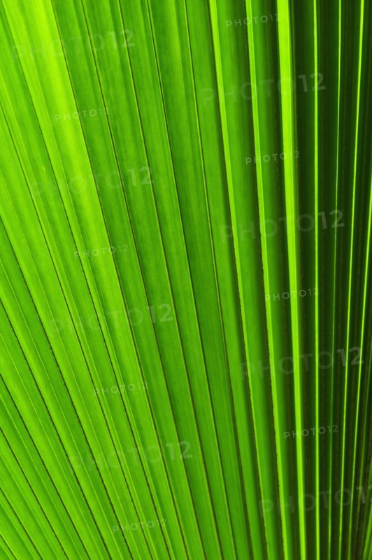 Extreme close-up view of green tropical leaf.