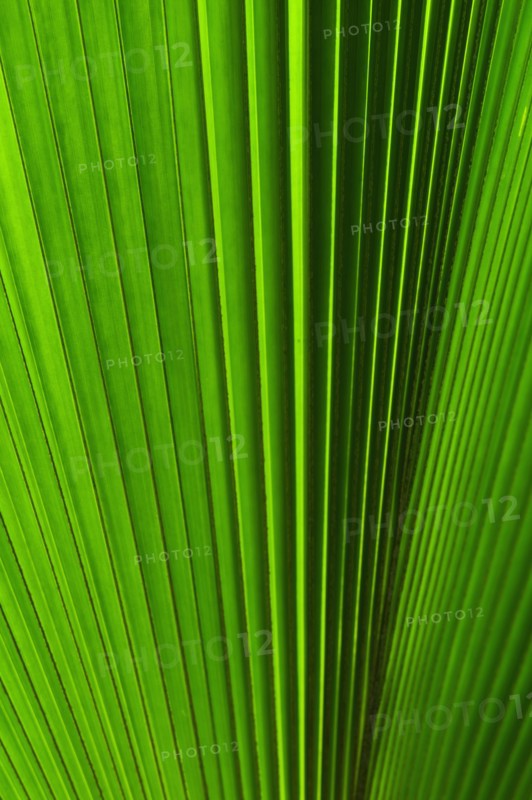 Extreme close-up view of green tropical leaf.