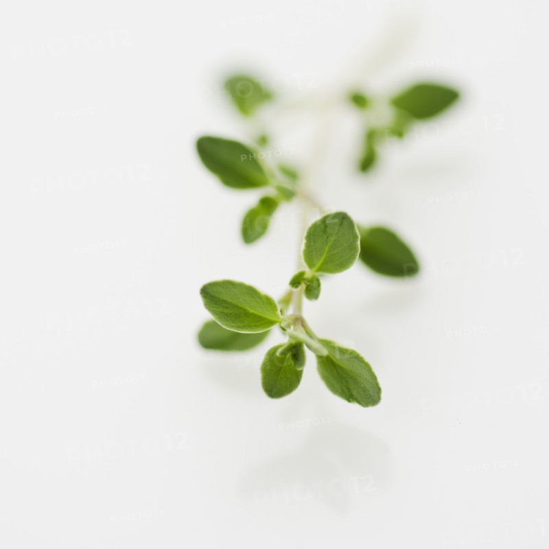 Studio shot of fresh oregano.