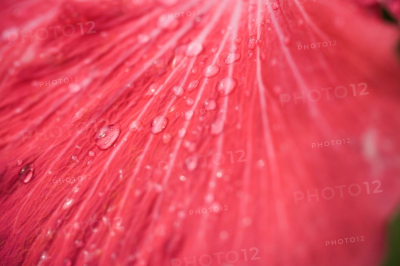 Close-up hibiscus petal with raindrops. Photo : Kristin Lee