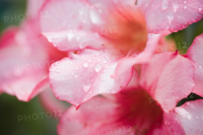Flowers with raindrops. Photo : Kristin Lee