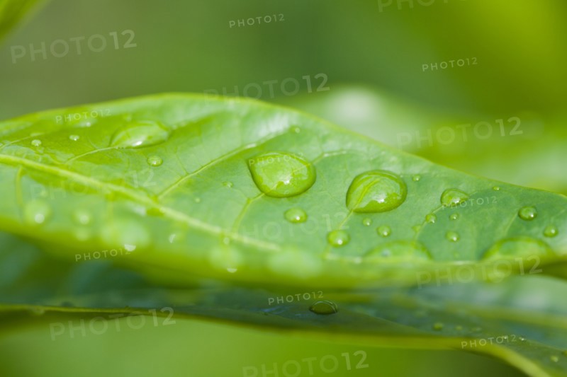 Close-up of raindrops on green leaf. Photo : Kristin Lee