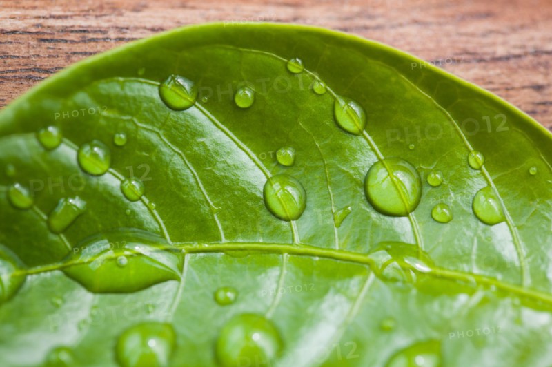 Close-up of raindrops on green leaf. Photo : Kristin Lee
