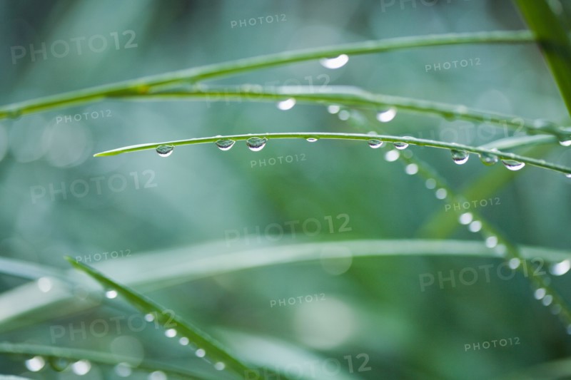 Raindrops on grass blades. Photo : Kristin Lee