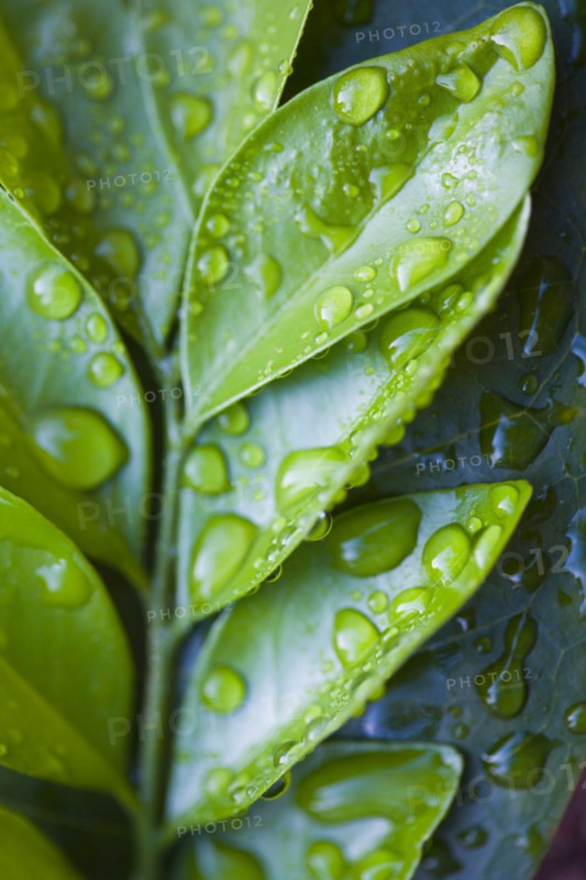 Close-up of green leaves with raindrops. Photo : Kristin Lee