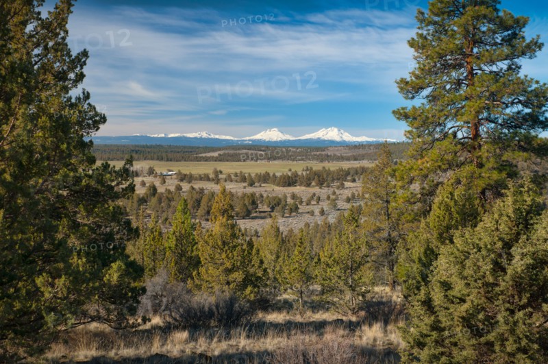 USA, Oregon, Deschutes County, Pines and snowy peaks. Photo : Gary Weathers